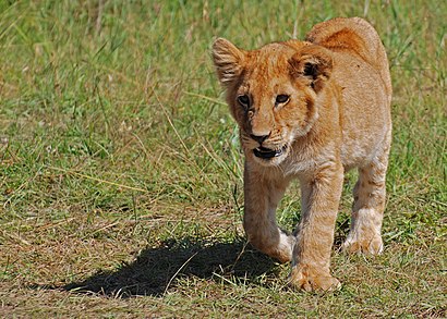 Lion cub, Masai Mara, Kenya