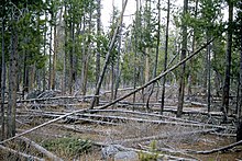 Lodgepole pine forest in 1965 with numerous dead trees on the ground
