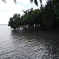 Mangrove de Don Hoi Lot