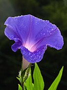 Morning-glory-C6295b