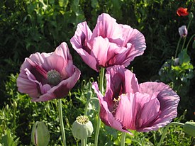 Papaver somniferum L. — Мак снотворный — типовой вид рода Мак