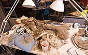 Fragments of a dinosaur skull on a table with tools