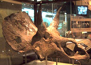 네도케라톱스 해처리(Nedoceratops hatcheri)의 두개골