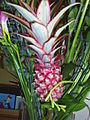 Ornamental Pineapple