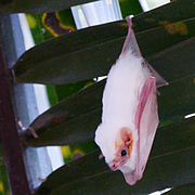 White bat