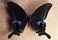 Papilio arcturus