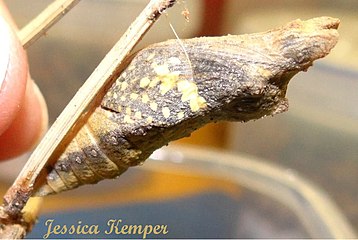 Pupa near eclosion, the colour pattern of adult visible through the skin