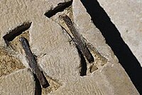 Dovetail Staples from Pasargadae