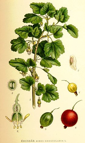 Ribes uva-crispa, sin. Ribes grossularia