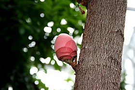 Brownea grandiceps no parque de escultura e jardins Frederik Meijer, em Grand Rapids, em Michigan, nos Estados Unidos