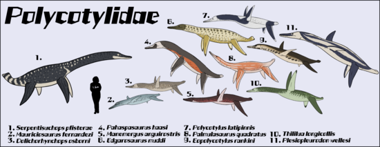 Onze membres des Polycotylidae