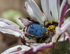 Male blue monkey beetle on an African daisy in South Africa