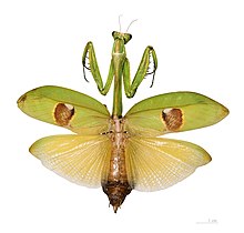 Drawing of a large green adult female mantid insect