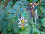 Begonia foliosa honliga blommor med bara pistill.