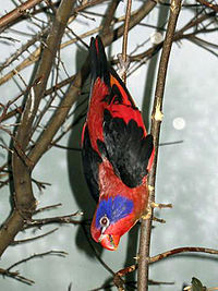 Black-winged Lory (Eos cyanogenia)