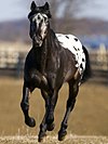 An Appaloosa horse