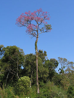 Handroanthus impetiginosus em flor.