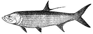 Megalops sp.