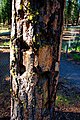 Shrapnel scarred tree