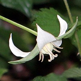 Typical flower with white petals