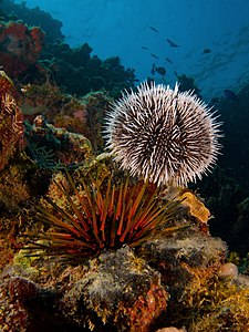 Sea urchins, by Nick Hobgood (edited by Lycaon)
