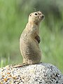 Richardson's ground squirrel