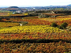 A vineyard of Rioja