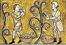 Campesinos vendimiando. Psalterio Weinbau, hacia 1180.