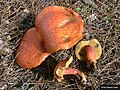 Aprikosenfarbener Rotfußröhrling Rheubarbariboletus armeniacus