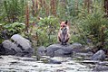 Renard roux assis sur une pierre au bord de l'eau. Une forêt est à l'arrière-plan.