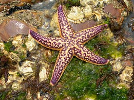 Asterias amurensis