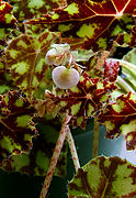 Begonia bowerae 'Tiger', détail