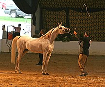 Présentation d'un cheval arabe