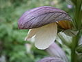 Flower close-up