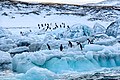 Adeliepinguine auf Possession Island