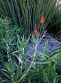 The rare "red-flowered" form (sometimes called var. rubriflora)