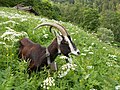 Chèvre grisonne à raies