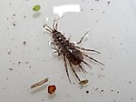 Isopoda: Sötvattensgråsuggan Asellus aquaticus