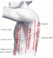 The left side of the thorax with lines labeled