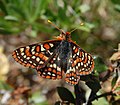 Bay checkerspot