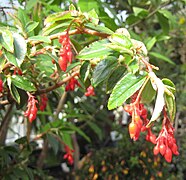 Begonia fuchsioides