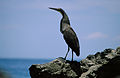 Tigerreiher (Tigrisoma mexicanum)