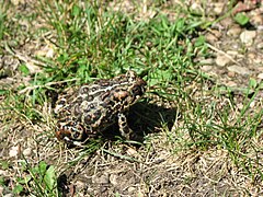 Description de l'image Canadian Toad -Anaxyrus hemiophrys.jpg.