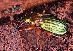 Золототурун золотоблискучий (Carabus (Chrysocarabus) auronitens Fabricius, 1792)