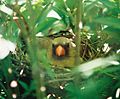 Female Cardinal on her nest.