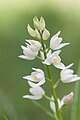 Inflorescence