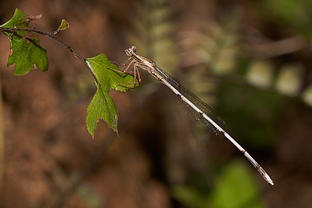 Copera vittata juvenile male