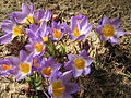 Crocus sieberi subsp. sublimis 'Tricolor'