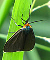 Adult, Ottawa, Ontario