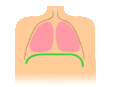 Image 2Animation of diaphragmatic breathing with the diaphragm shown in green (from Wildfire)